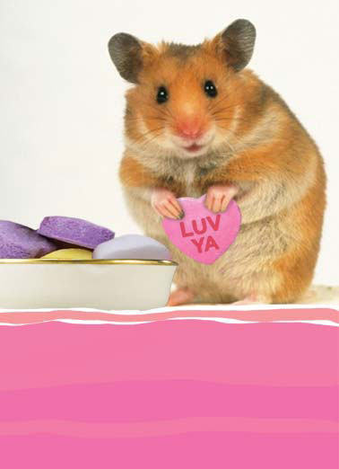Little Heart Funny  Card  Gerbil holding a little heart that says luv ya | animal gerbil love luv ya heart hearts little candy valentine valentine's day  ...from the bottom of my little heart
